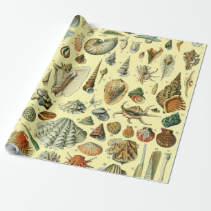 Papel De Presente Impressão de Conchas Vintage Adolphe Millot Costei