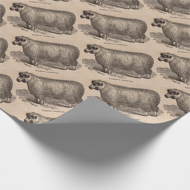 Papel De Presente impressão de ovelha Cotswold de um ano do século 1 (Ponta)