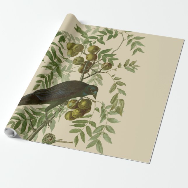 Papel De Presente Impressão de Pássaro Grackle Roxo de Audubon Vinta (Desenrolado)