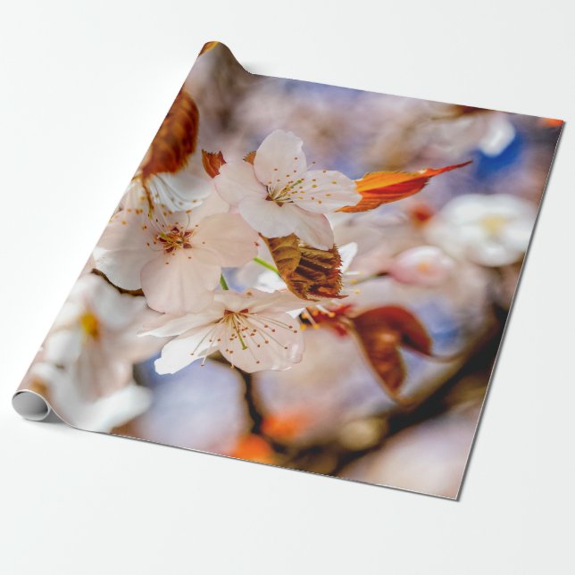 Papel De Presente Incrível Monte De Flores Sakura Na Primavera (Desenrolado)