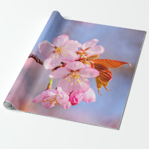 Papel De Presente Incrível Tensão Das Flores Sakura