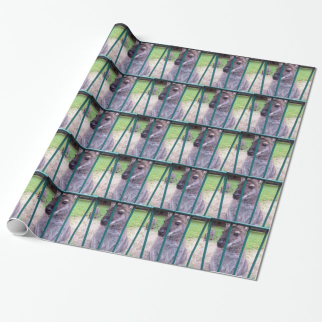 Papel De Presente Kangaroo atrás dos bares (Desenrolado)