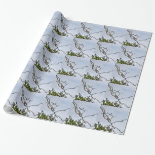 PAPEL DE PRESENTE KOOKABURRA & WAGTAIL QUEENSLAND AUSTRÁLIA