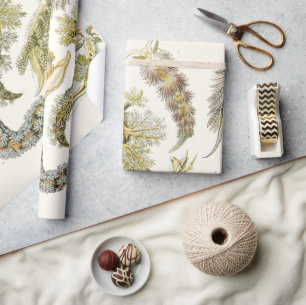 Papel De Presente Lesmas do Mar, Caracóis por Ernst Haeckel, Animal 