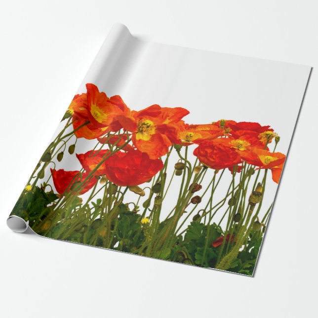 Papel De Presente Line of red poppies isolatedart, background, beaut (Desenrolado)
