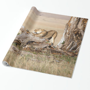 Papel De Presente Lioness alongando