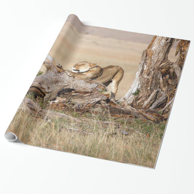 Papel De Presente Lioness alongando (Desenrolado)