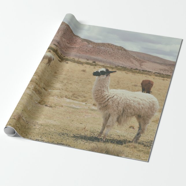 PAPEL DE PRESENTE LLAMA BRANCO NA GRAMA MARCADA (Desenrolado)
