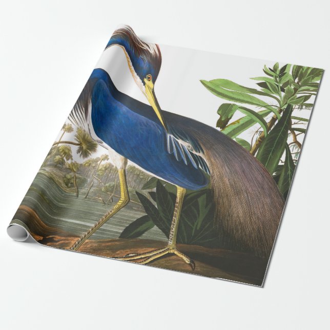 Papel De Presente Louisiana Heron por John James Audubon (Desenrolado)