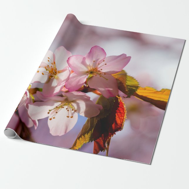 Papel De Presente Luz E Sombra Nas Pétalas De Sakura (Desenrolado)