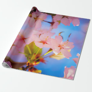 Papel De Presente Luz Sobre Sakura
