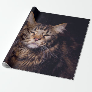 Papel De Presente maine coon on a black background younganimal,cat,c