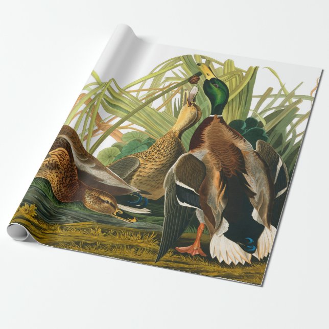 Papel De Presente Mallard Duck por John James Audubon (Desenrolado)