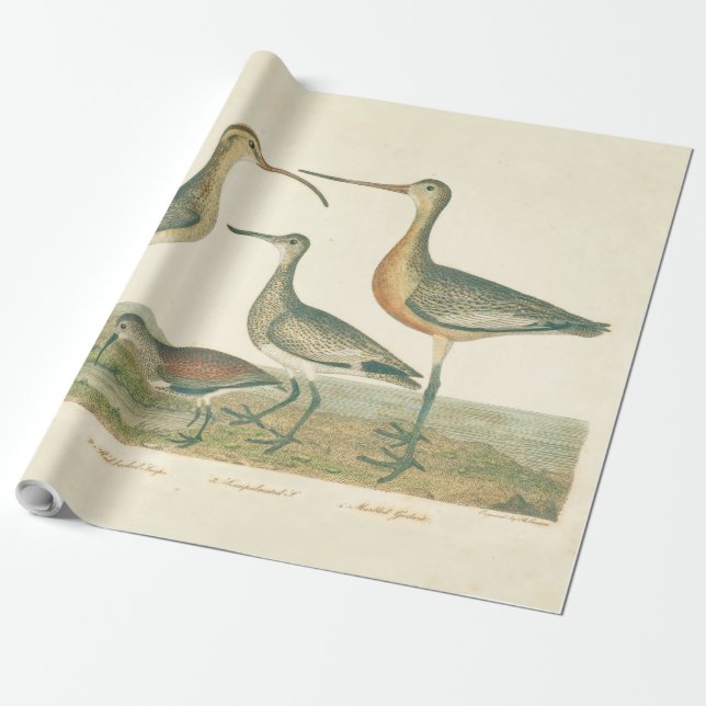 Papel De Presente Marsh Bird Curlew Snipe Birding (Desenrolado)