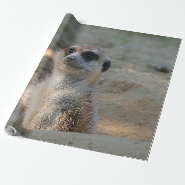 Papel De Presente Meerkat 004 (Desenrolado)