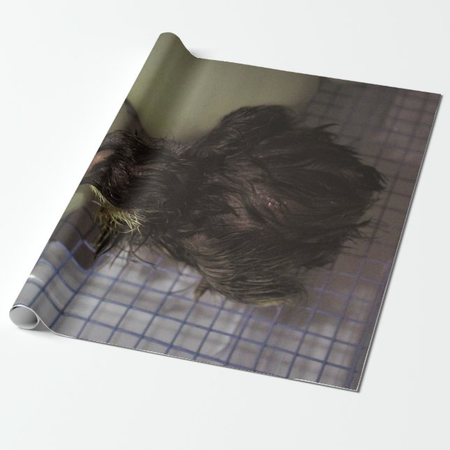 Papel De Presente Minutos velhos (Desenrolado)