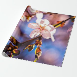 Papel De Presente Na moda Sakura Blossoms