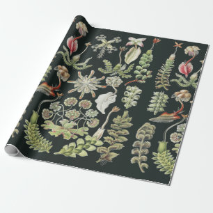 Papel De Presente Natureza Científica Arte Ernst Haeckel Hepáticas