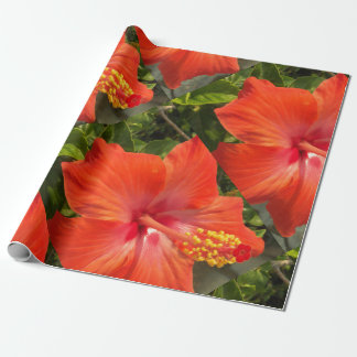 Papel De Presente natureza, hibisco, flor, verão, floral, tropical