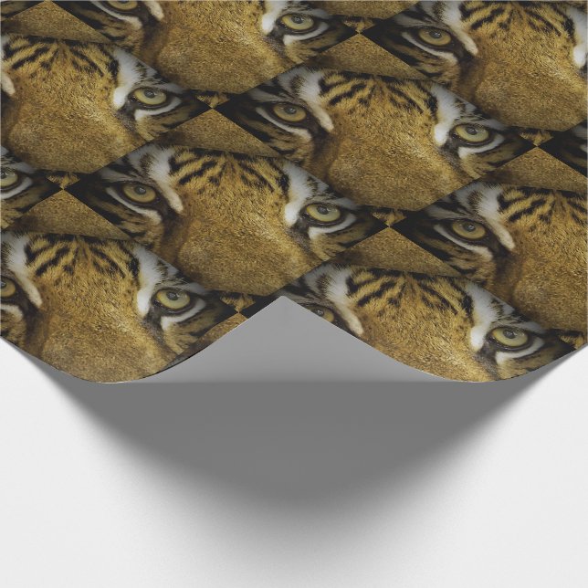 Papel De Presente Nos Olhos de um Tigre (Ponta)