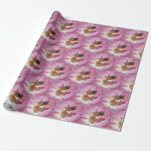 Papel De Presente Nova Cicada Emergente Numa Flor