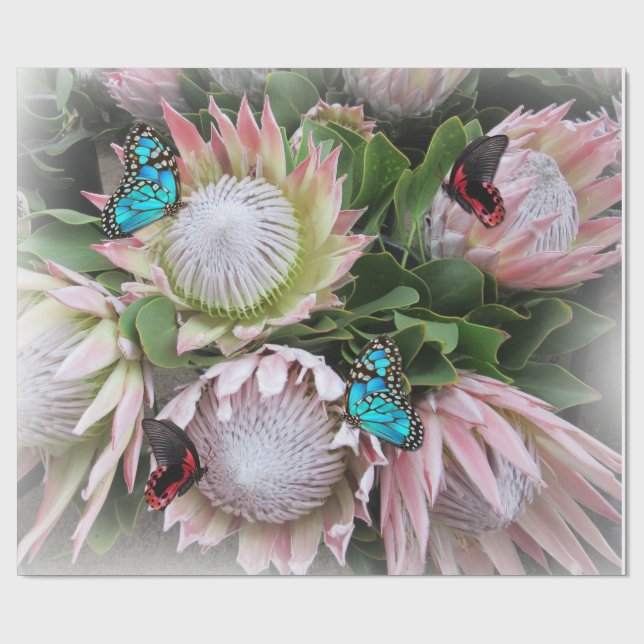 Papel De Presente O Rei Protea (Aberto)