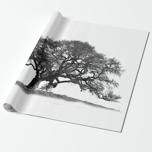 PAPEL DE PRESENTE OAK TREE (Desenrolado)