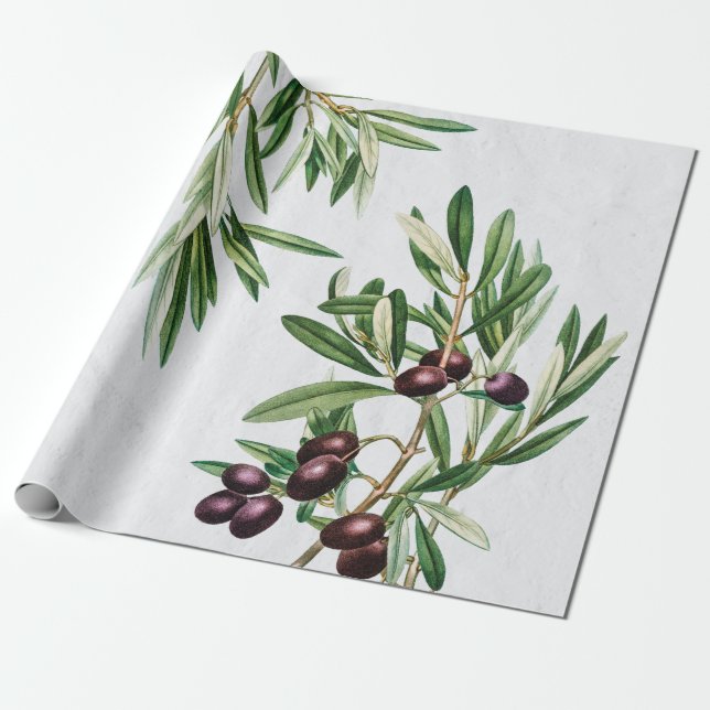 Papel De Presente Olive Folha da Grécia Mediterrânica (Desenrolado)