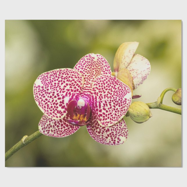 Papel De Presente Orquídea manchada de rosa (Aberto)