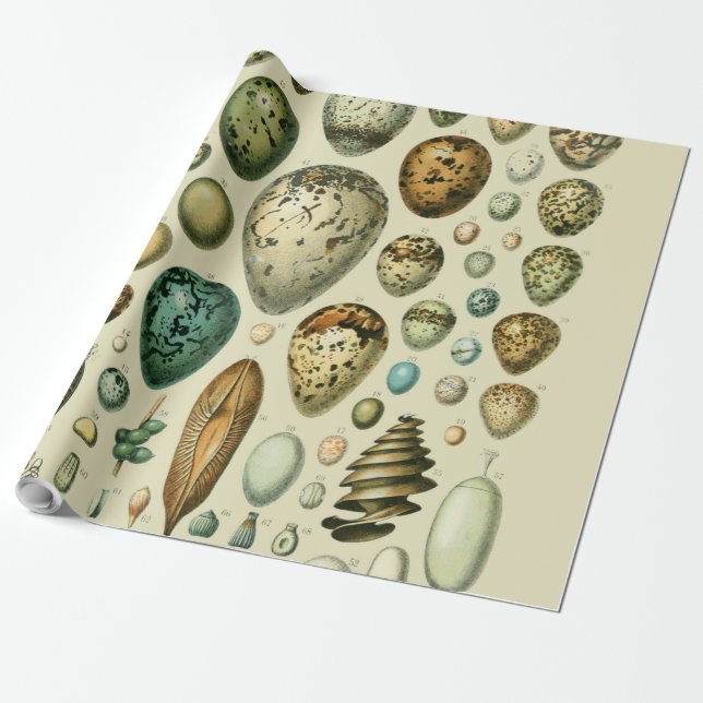 Papel De Presente Ovos de Pássaros Antigos Arte de Ovos de Peixe Fra (Desenrolado)