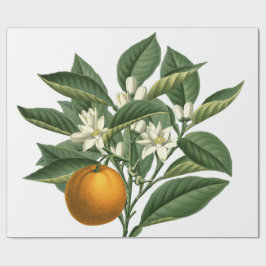 Papel De Presente Padrão de Fruta de Laranja Botânica Vintage em Bra