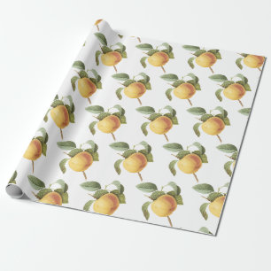 Papel De Presente Padrão de maçã Calville