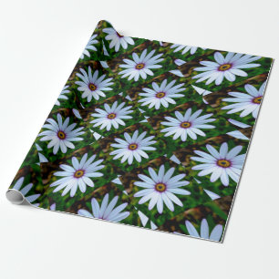 Papel De Presente Padrão de margarida branca