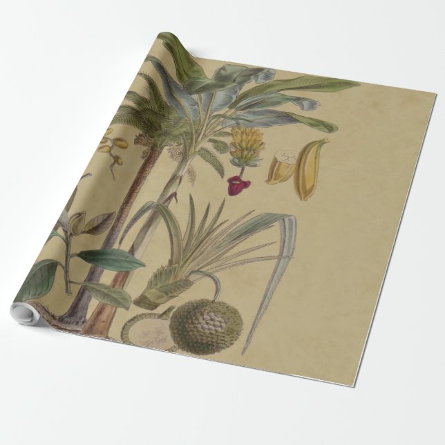Papel De Presente Palm Antique Fruta Tropical Arte Botânica (Desenrolado)