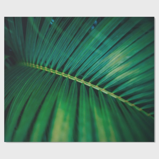 Papel De Presente Palma Verde Frond Tropical Nature Foto (Aberto)