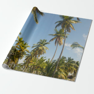 Papel De Presente Palmeira de coco verde perto do campo de grama ver
