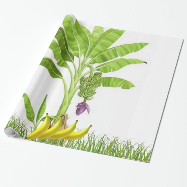 Papel De Presente Papel de enrolamento da árvore da banana (Desenrolado)