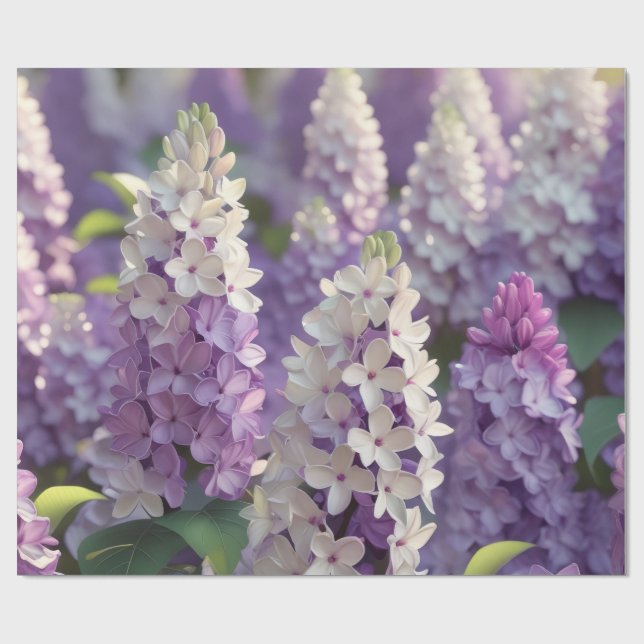 Papel De Presente Papel de enrolamento da ventoinha púrpura (Aberto)