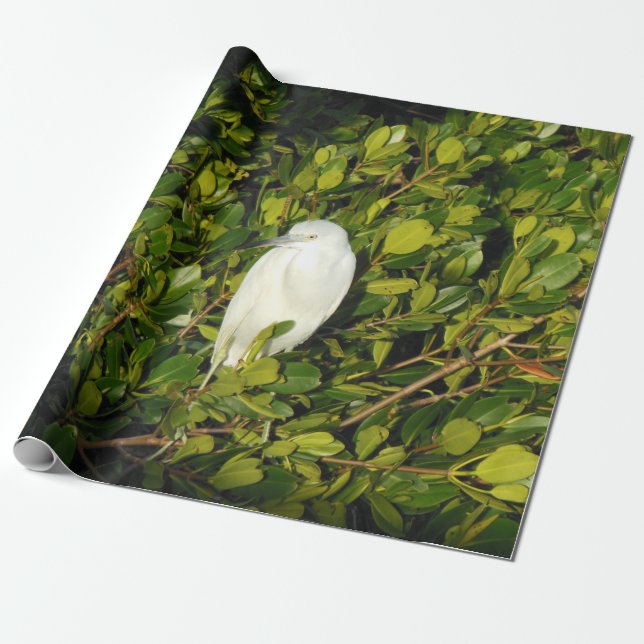 Papel De Presente Pássaro de água branca de Florida no pântano na (Desenrolado)