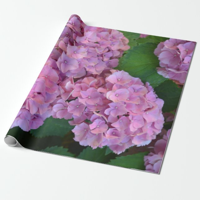 Papel De Presente Pastel rosa Hortensia hydrangea floresce (Desenrolado)