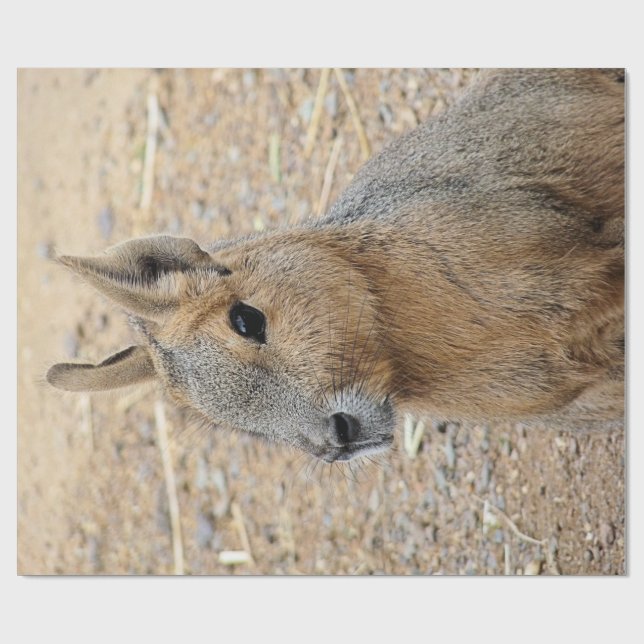 PAPEL DE PRESENTE PATAGONIAN MARA (Aberto)