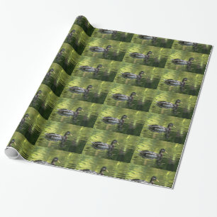 Papel De Presente Pato-real Espelhado na Água Verde