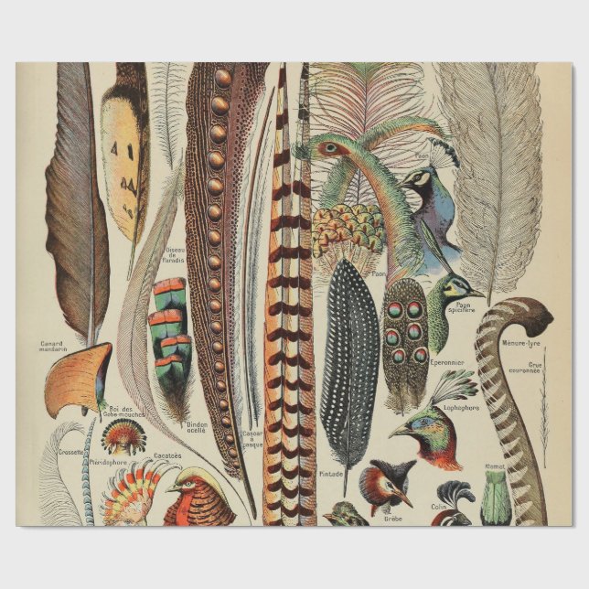 Papel De Presente Penas Antigas de Feather Bird (Aberto)