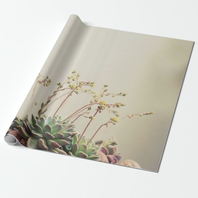 PAPEL DE PRESENTE PEQUENO JARDIM SUCCULTOR (Desenrolado)
