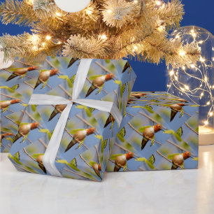 Papel De Presente Perfil de um Hummingbird Rufo