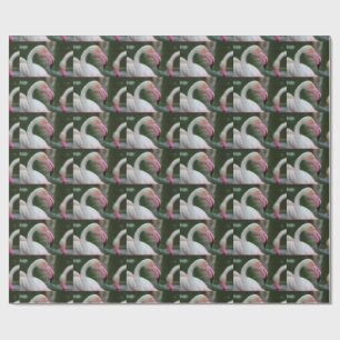 Papel De Presente Phoenicopterus roseus