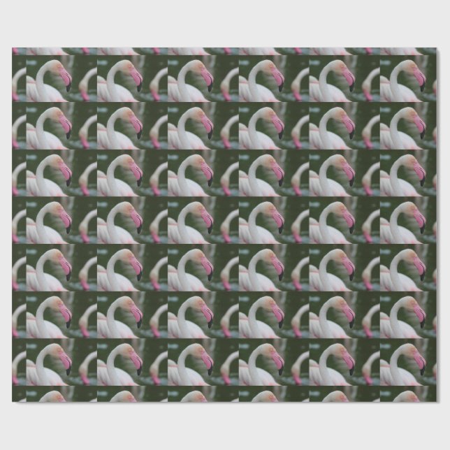 Papel De Presente Phoenicopterus roseus (Aberto)