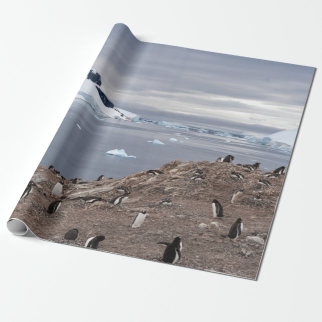 PAPEL DE PRESENTE PINGUINS ALÉM DO MAR (Desenrolado)