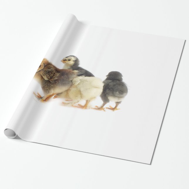 Papel De Presente pintinhos (Desenrolado)