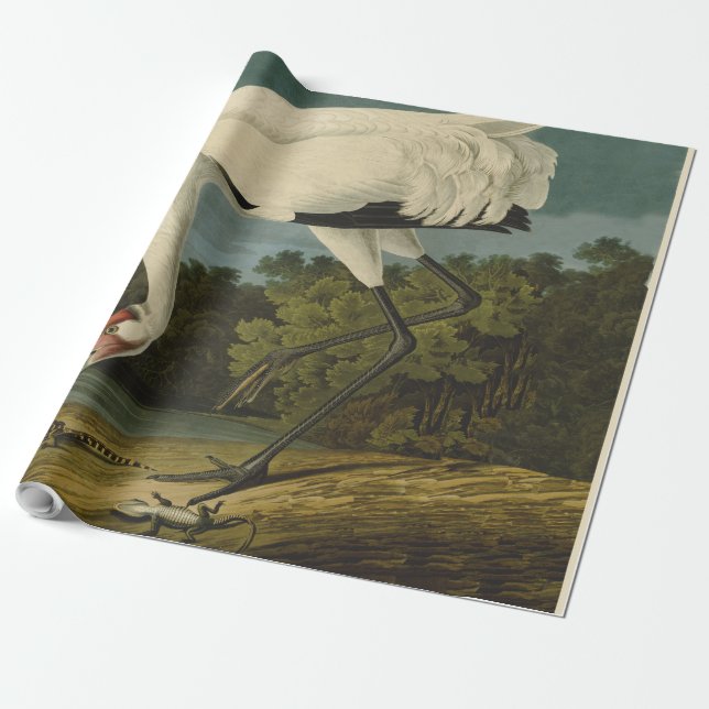 Papel De Presente Pintura de pássaros Audubon Crane Whoping (Desenrolado)